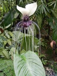 Tacca Nivea Bat Flower Seeds – Heirloom Non-GMO Seeds for Rare and Exotic Garden Planting - Nivea for planting in home garden